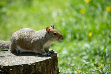 close up of a grey squirrel (Sciurus carolinensis) 