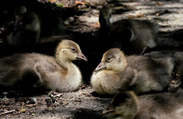 closeup of barnacle geese goslings (Branta leucopsis)