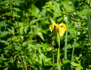 detailed close up of an Iris Pseudacorus 'Yellow Flag'
