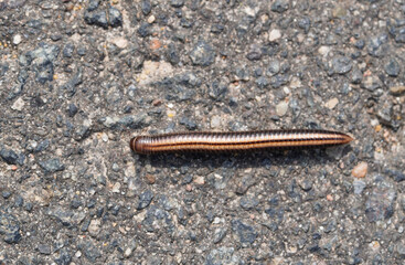 Striped millipede on asphalt. Insect close-up. Ommatoiulus sabulosus.
