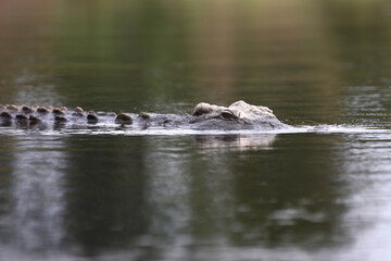 Nilkrokodil / Nile crocodile / Crocodylus niloticus