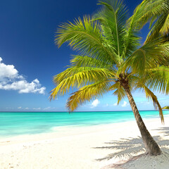 Kokosnusspalmen am Strand
