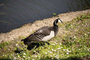 closeup of barnacle geese (Branta leucopsis)