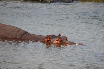 Fototapeta premium Flußpferd / Hippopotamus / Hippopotamus amphibius