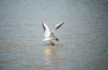 Fototapeta na wymiar brown headed gull (Chroicocephalus brunnicephalus) touching down on a bird sanctuary lake