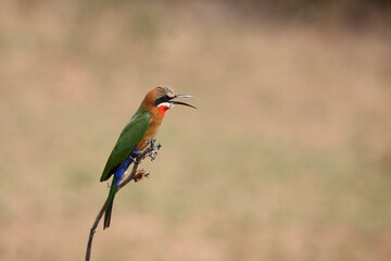 Wei&szlig;stirnspint / White-fronted bee-eater / Merops bullockoides