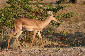 Schwarzfersenantilope / Impala / Aepyceros melampus.