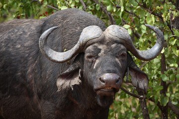 Naklejka premium Kaffernbüffel / African buffalo / Syncerus caffer