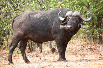 Kaffernb&uuml;ffel / African buffalo / Syncerus caffer