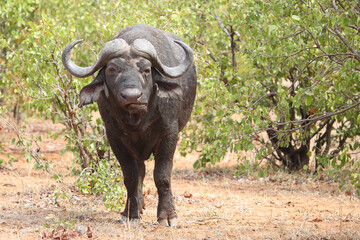 Obraz premium Kaffernbüffel / African buffalo / Syncerus caffer