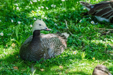detailed close up of an Emperor goose (Anser canagicus)