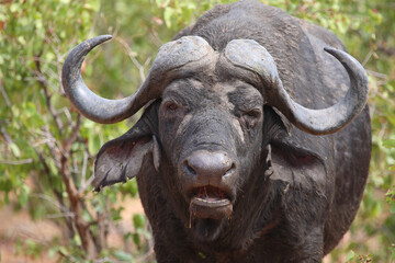 Kaffernbüffel / African buffalo / Syncerus caffer