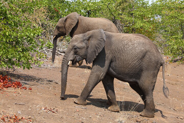 Naklejka premium Afrikanischer Elefant / African elephant / Loxodonta africana.