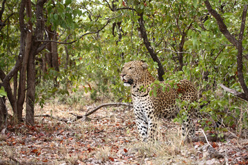Leopard / Leopard / Panthera pardus.