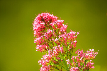 Pink flowers of the spur flower. Plant close-up against a green background. Centranthus.