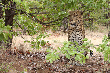 Leopard / Leopard / Panthera pardus.