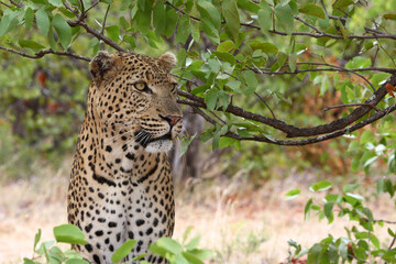 Leopard / Leopard / Panthera pardus.