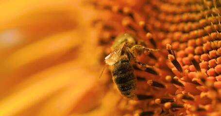 A honey bee collects nectar and pollen on sunflower flowers