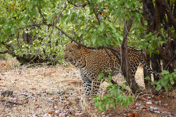 Leopard / Leopard / Panthera pardus.