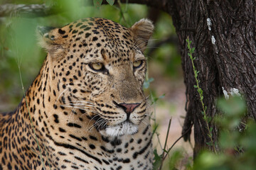 Leopard / Leopard / Panthera pardus.