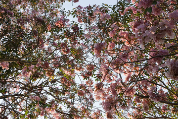 Close up Blooming Pink Flowers , Pink Tecoma, Pink Trumpet Tree and Rosy Trumpet-tree