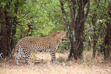 Leopard / Leopard / Panthera pardus.