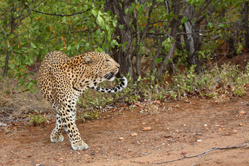 Leopard / Leopard / Panthera pardus.