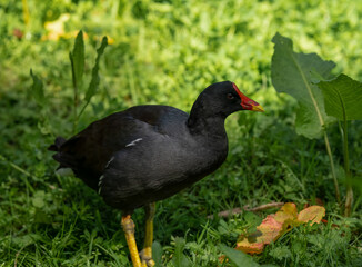 close up of a common moorhen (Gallinula chloropus)