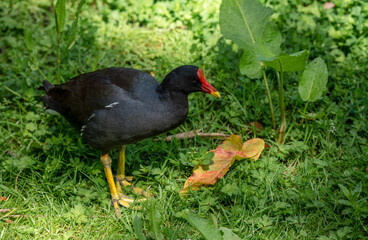 close up of a common moorhen (Gallinula chloropus)