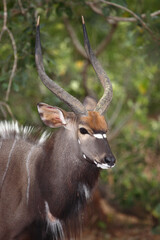 Nyala / Nyala / Tragelaphus angasii.