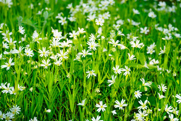 Flowers of the starwort. Close-up of the flowering plant. Stellaria.