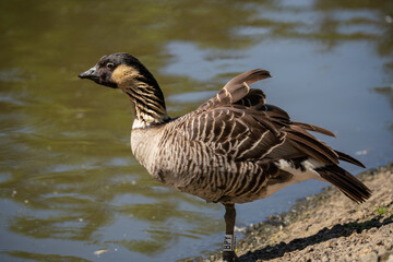 detailed close up of a Nene Hawaiian goose (Branta sandvicensis)  