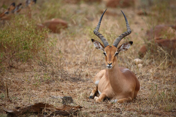 Schwarzfersenantilope / Impala / Aepyceros melampus