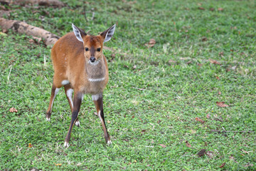 Buschbock / Bushbuck / Tregelaphus scriptus.