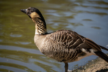 detailed close up of a Nene Hawaiian goose (Branta sandvicensis)  