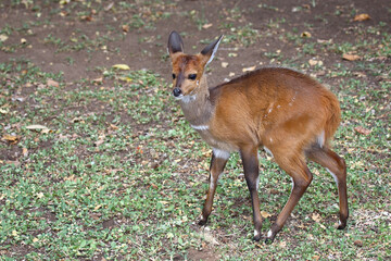 Buschbock / Bushbuck / Tregelaphus scriptus.