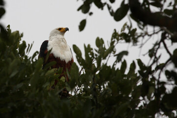 Afrikanischer Schreiseeadler / African fish-eagle / Haliaeetus vocifer.