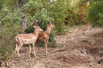 Schwarzfersenantilope / Impala / Aepyceros melampus