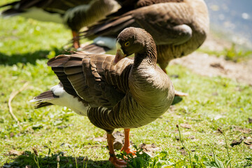 close up of a Pink footed goose (Anser brachyrhynchus
