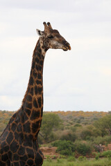 Giraffe / Giraffe / Giraffa camelopardalis