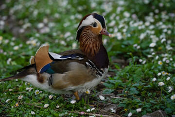 close up of a Mandarin duck (Aix galericulata) 