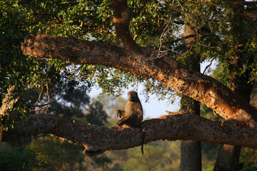 Bärenpavian / Chacma baboon / Papio ursinus..