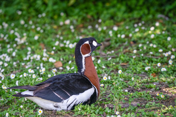detailed close up of a Red breasted goose (Branta ruficollis)