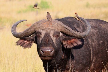 Kaffernbüffel und Rotschnabel-Madenhacker / African buffalo and Red-billed oxpecker / Syncerus...