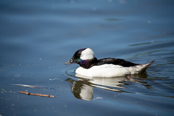 close up of a Bufflehead goldeneyes (Bucephala albeola)