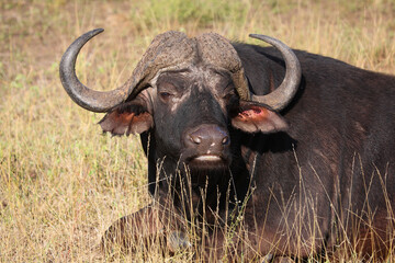 Kaffernbüffel / African buffalo / Syncerus caffer