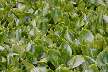 plants around the pond