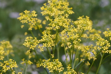 Obraz premium yellow Alyssum