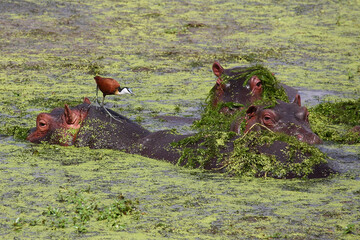 Flußpferd und Blaustirn-Blatthühnchen / Hippopotamus and African jacana/ Hippopotamus amphibius...