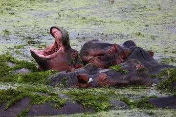 Flußpferd und Blaustirn-Blatthühnchen / Hippopotamus and African jacana/ Hippopotamus amphibius...